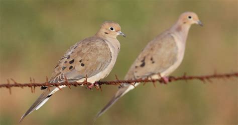 Doves can make a variety of sounds depending on the type of dove. The most common sound is a call. Calls vary from species to species, but they often have a distinct “coo” sound in...